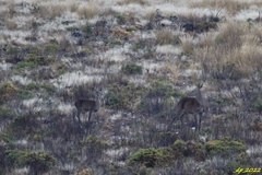Cervus elaphus elaphus