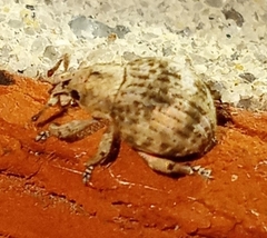 Pseudocneorhinus bifasciatus