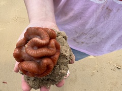 Sycozoa cerebriformis
