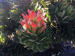 Mimetes fimbriifolius
