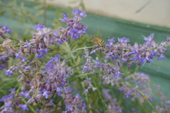 Amegilla garrula