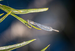Ischnura heterosticta
