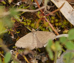 Scopula lydia