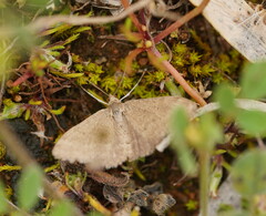 Scopula lydia