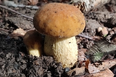 Leccinellum crocipodium