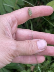 Phleum pratense nodosum