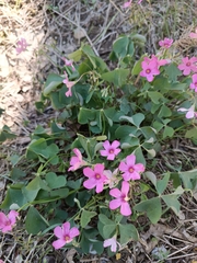Oxalis articulata