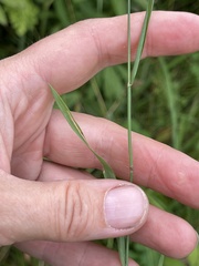 Phleum pratense nodosum