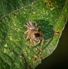 Maratus scutulatus