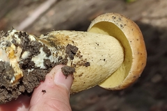 Leccinellum crocipodium