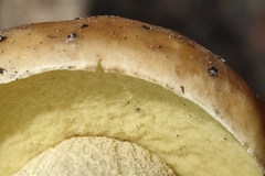 Leccinellum crocipodium