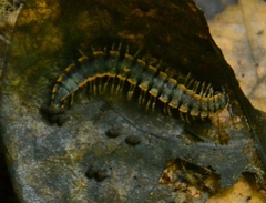 Asiomorpha coarctata