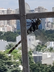 Anax immaculifrons