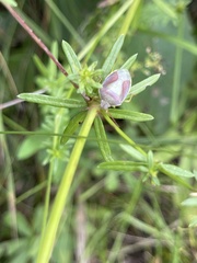 Piezodorus lituratus