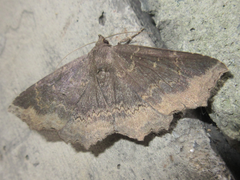 Arytrura subfalcata