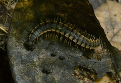 Asiomorpha coarctata