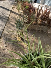 Ananas comosus microstachys