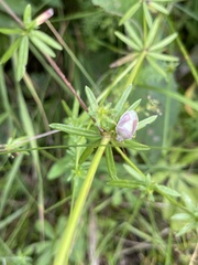 Piezodorus lituratus