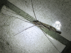 Tipula coquilletti