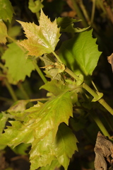 Platanus × hispanica