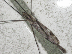 Tipula coquilletti