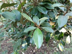 Planchonella obovata