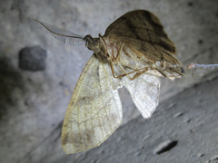 Polymixinia appositaria