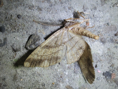 Polymixinia appositaria