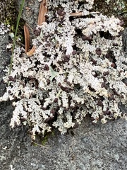 Stereocaulon saxatile