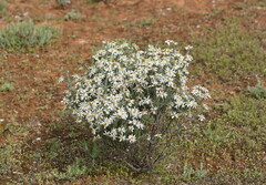Olearia pimeleoides