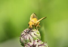 Xyphosia miliaria