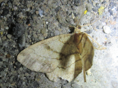 Polymixinia appositaria