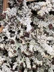 Stereocaulon saxatile