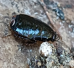 Loboptera decipiens