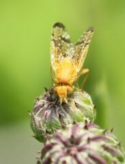 Xyphosia miliaria