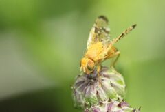 Xyphosia miliaria