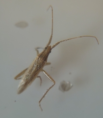 Stenodema holsata