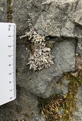 Stereocaulon saxatile