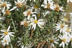 Olearia pimeleoides