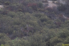 Cervus elaphus elaphus