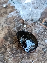 Loboptera decipiens