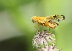 Xyphosia miliaria