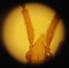 Stenodema holsata