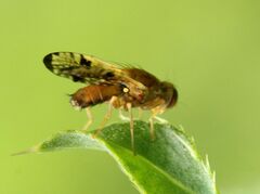 Xyphosia miliaria