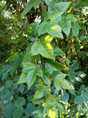 Passiflora suberosa