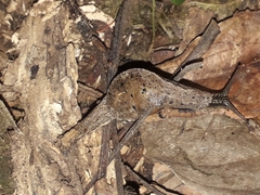 Ariophantidae