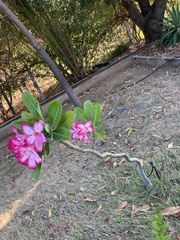 Adenium