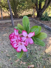 Adenium
