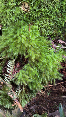 Pyrrhobryum spiniforme