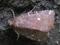 Amyna stellata